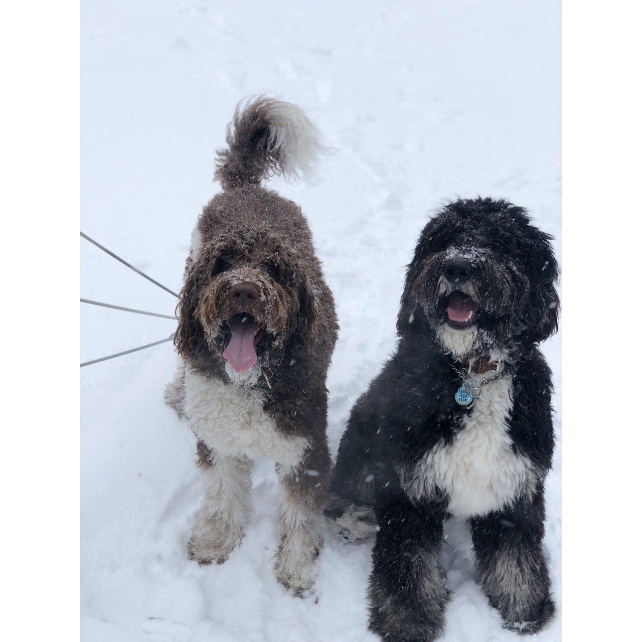 Our two doodles, Dilly and Banks.