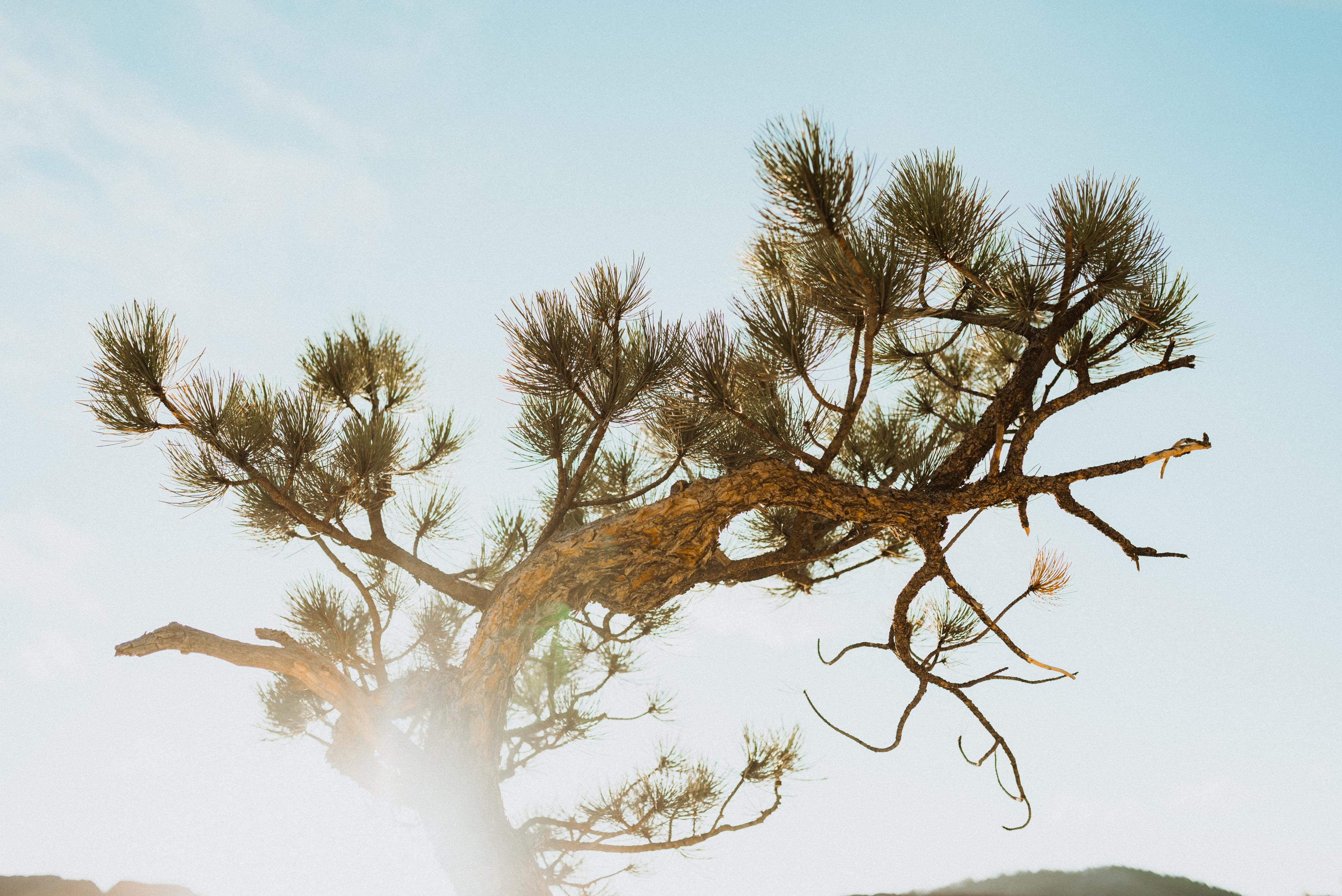 The Wedding Website of Laura Vallen and Clay Haverty