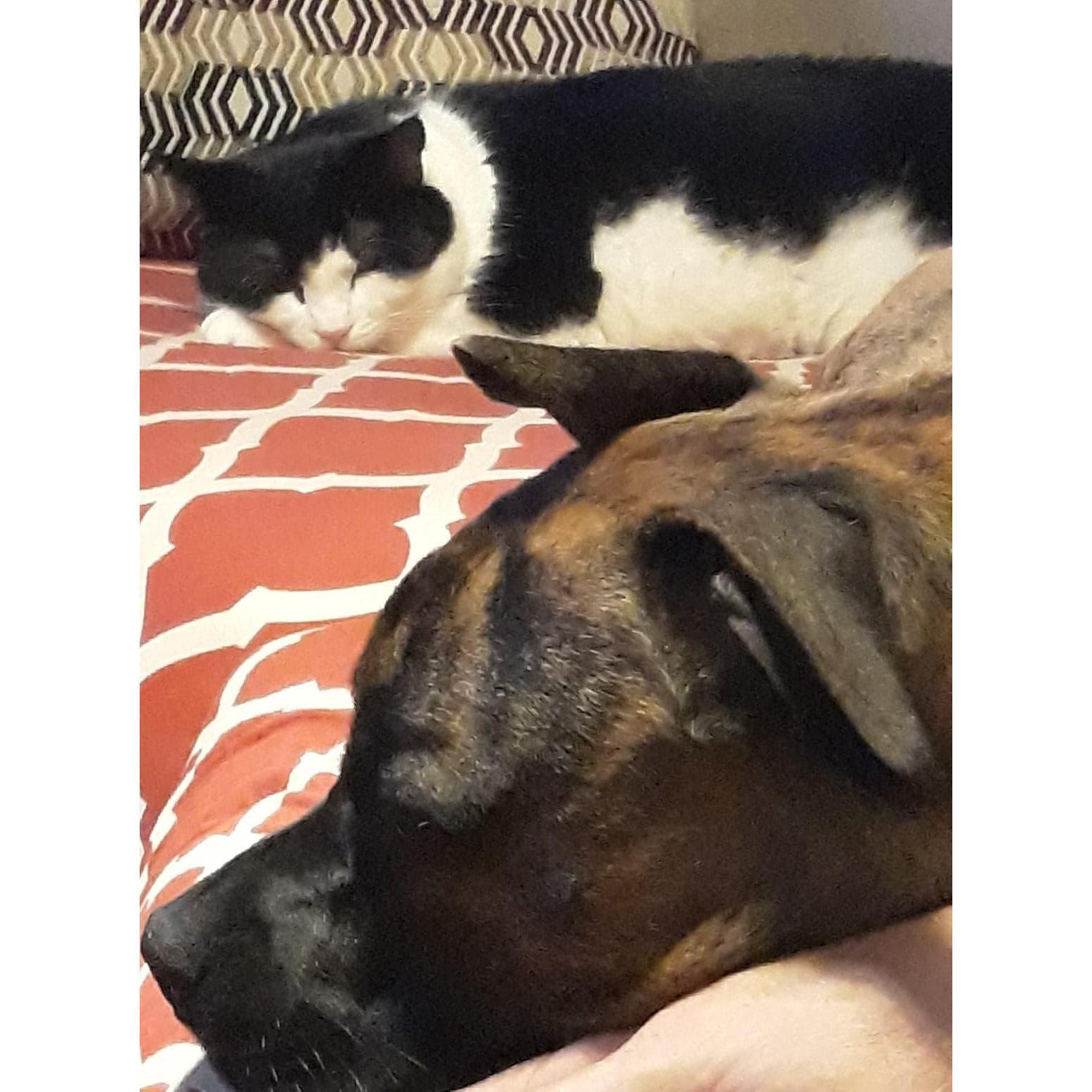 Sasha, the cat and Rocky, the pup. We are a family of animal lovers indeed!