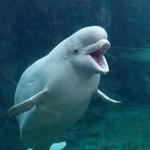 Mystic Aquarium