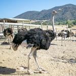 OstrichLand USA
