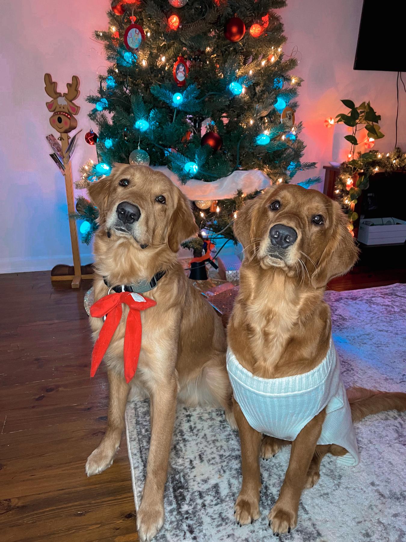 Our babies, Miko & Sheva!