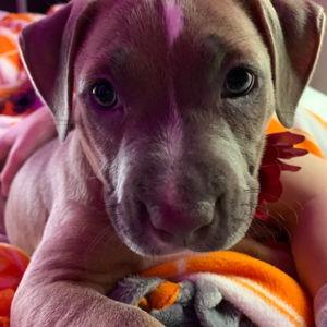 Ruby's Dog Sitter Fund.
