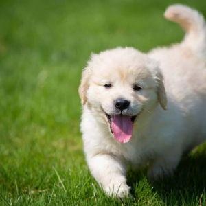 The Pup Fund