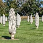 Field of Corn