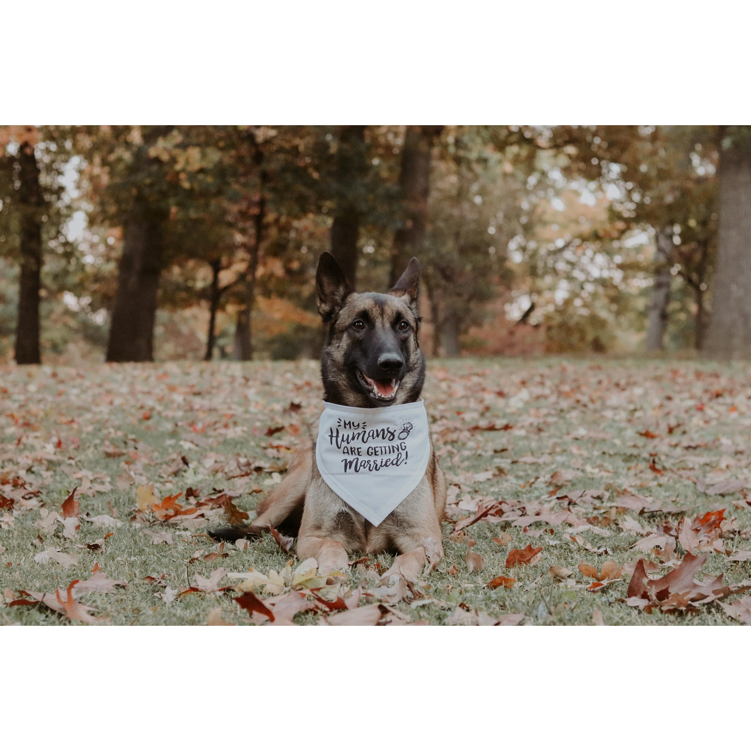 Our perfect boy, Tritan - Engagement Pictures by Sarah Applegate