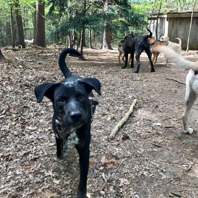 Cooper’s Puppymoon