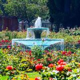 Rose Garden