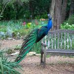 Mayfield Park and Nature Preserve