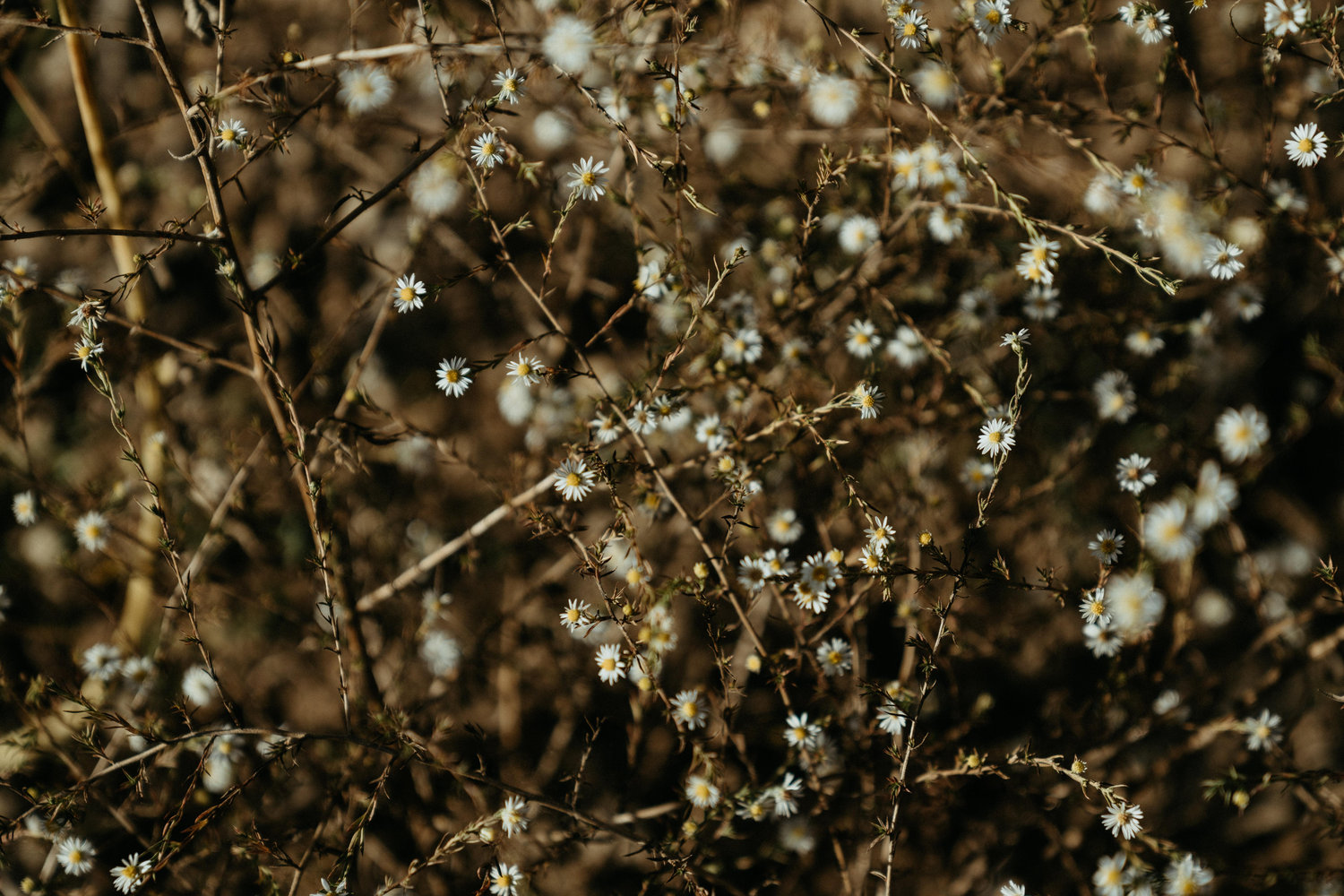 The Wedding Website of Andrea Barreda and Rachel Newburg