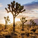 Joshua Tree National Park