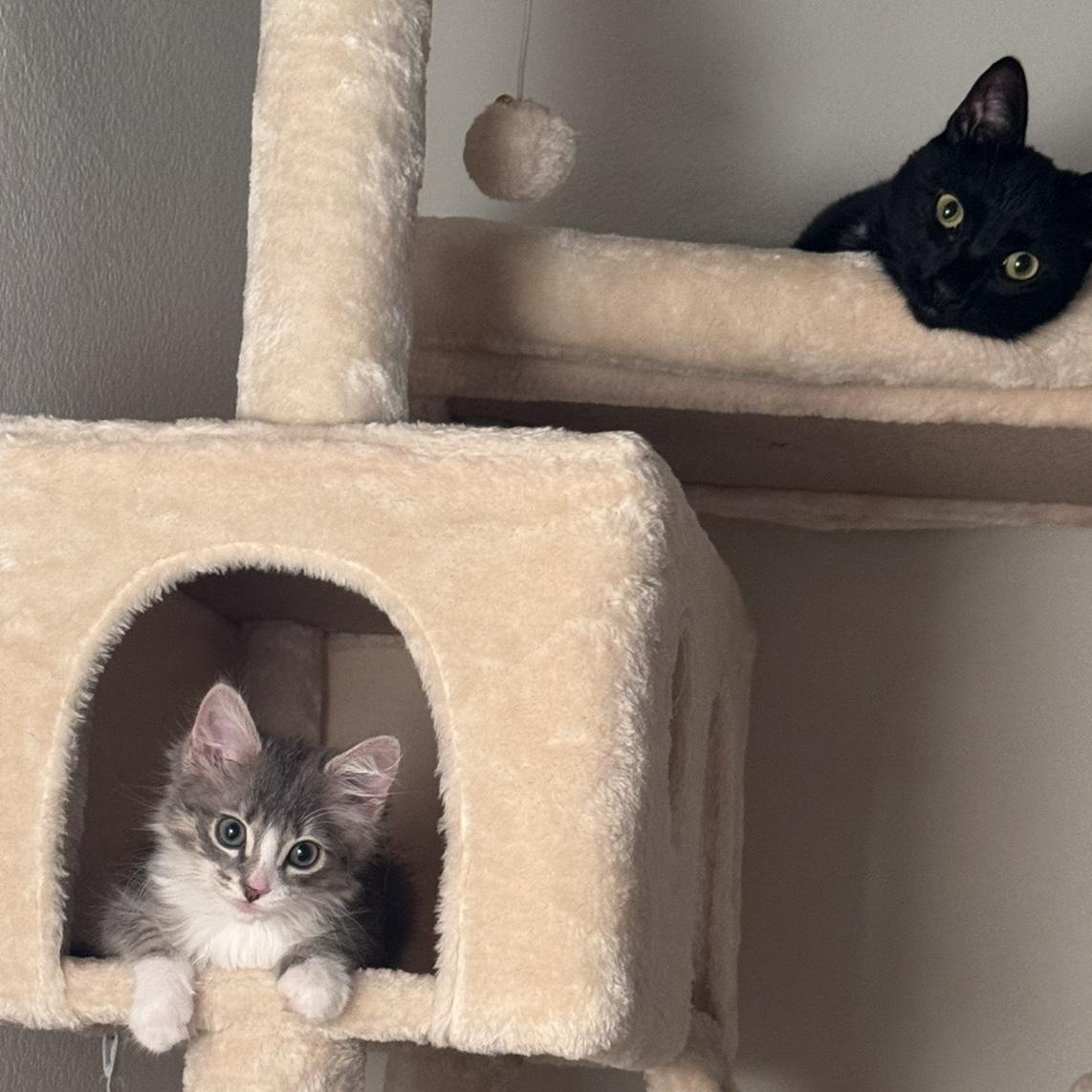 Our cats, Daisy & Midnight