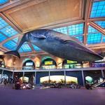 American Museum of Natural History