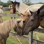 Riverview Ranch & Resort