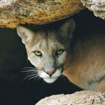 Sonoran Desert Museum