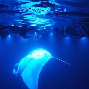 Manta Ray Night Dive on our Honeymoon