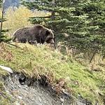 Alaska Wildlife Conservation Center