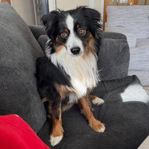 Our Pet Toy Fund for Millie Girl