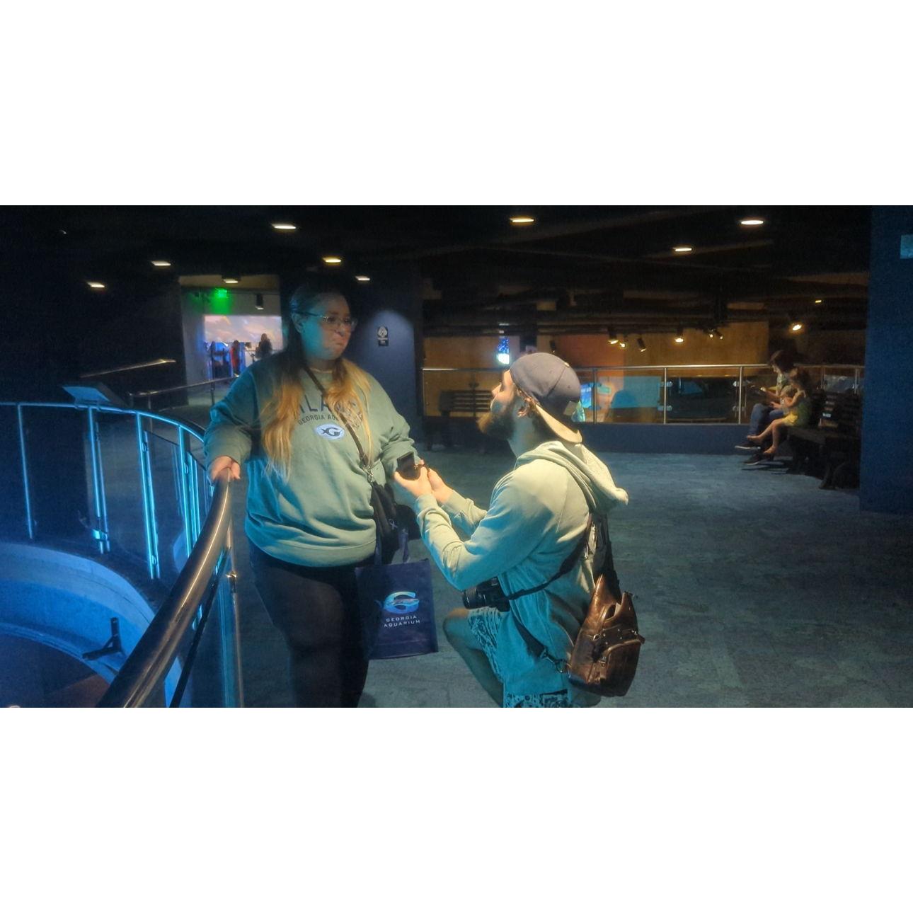 Daniels Proposal in the Atlanta Aquarium in front of the Beluga Whales