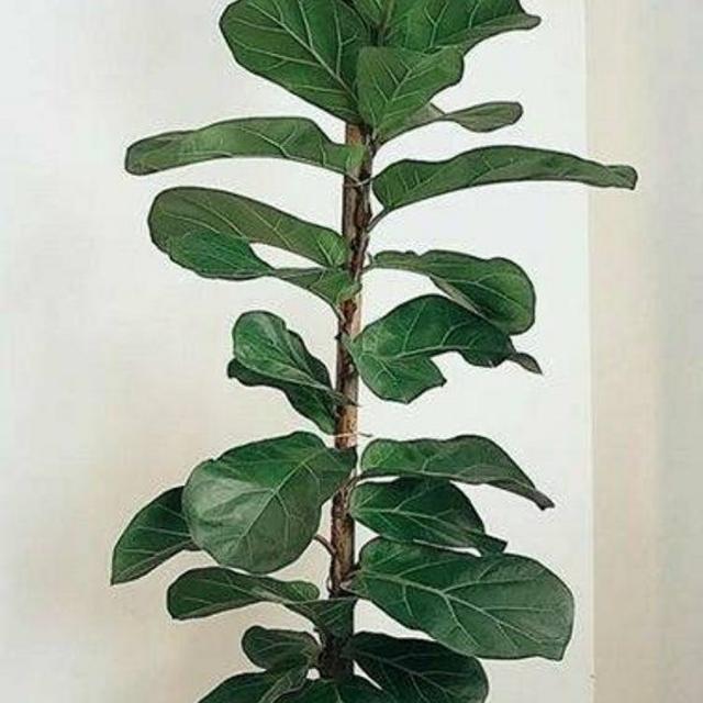 Large Indoor Air Purifying Plant - Fiddle Leaf Fig Tree ' Ficus lyrata'