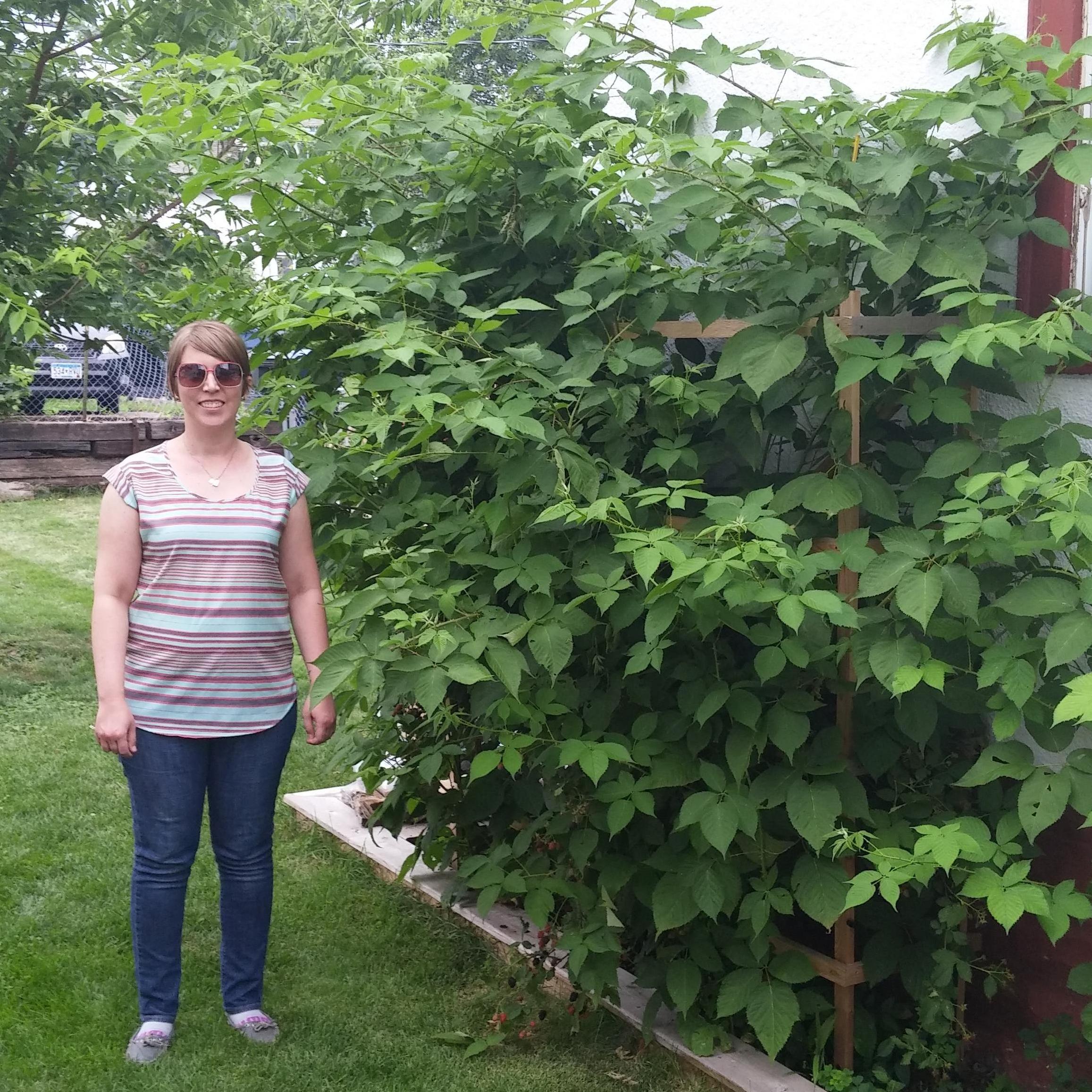 The huge blackberry bush we had in 2015 shows how green Darin's thumb is!