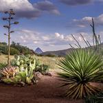 Chihuahuan Desert Nature Center & Botanical Garden