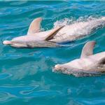 Dolphin Habitat Dreams Playa Mujeres Golf & Spa Resort