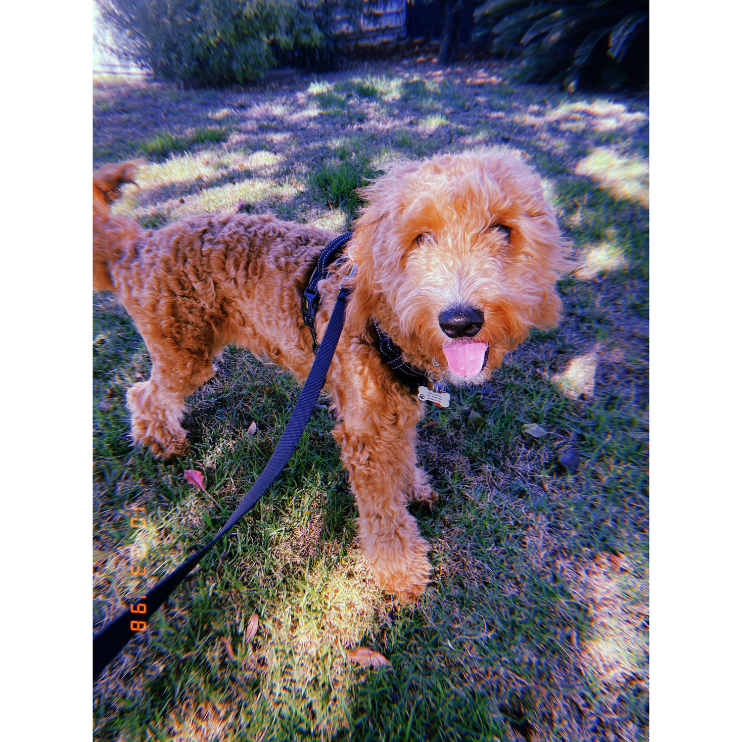 Beau