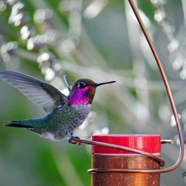 Bee-Proof, Drip-free Copper Hummingbird...