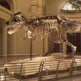 Field Museum