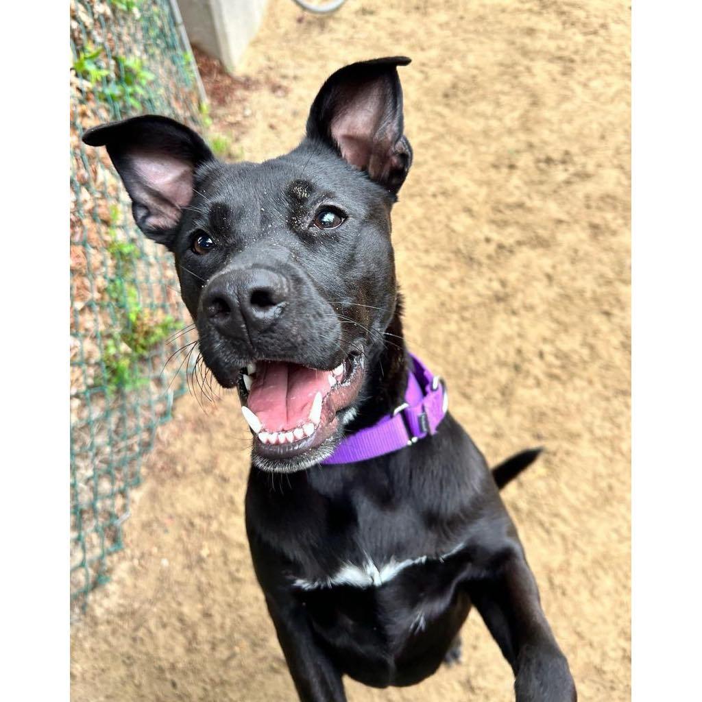 Meet the four-legged friends that will be joining us at the venue.