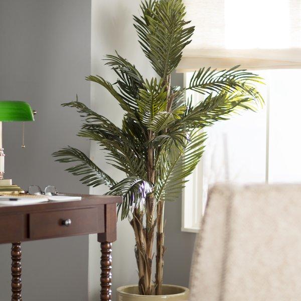 Robellini Palm Tree in Pot