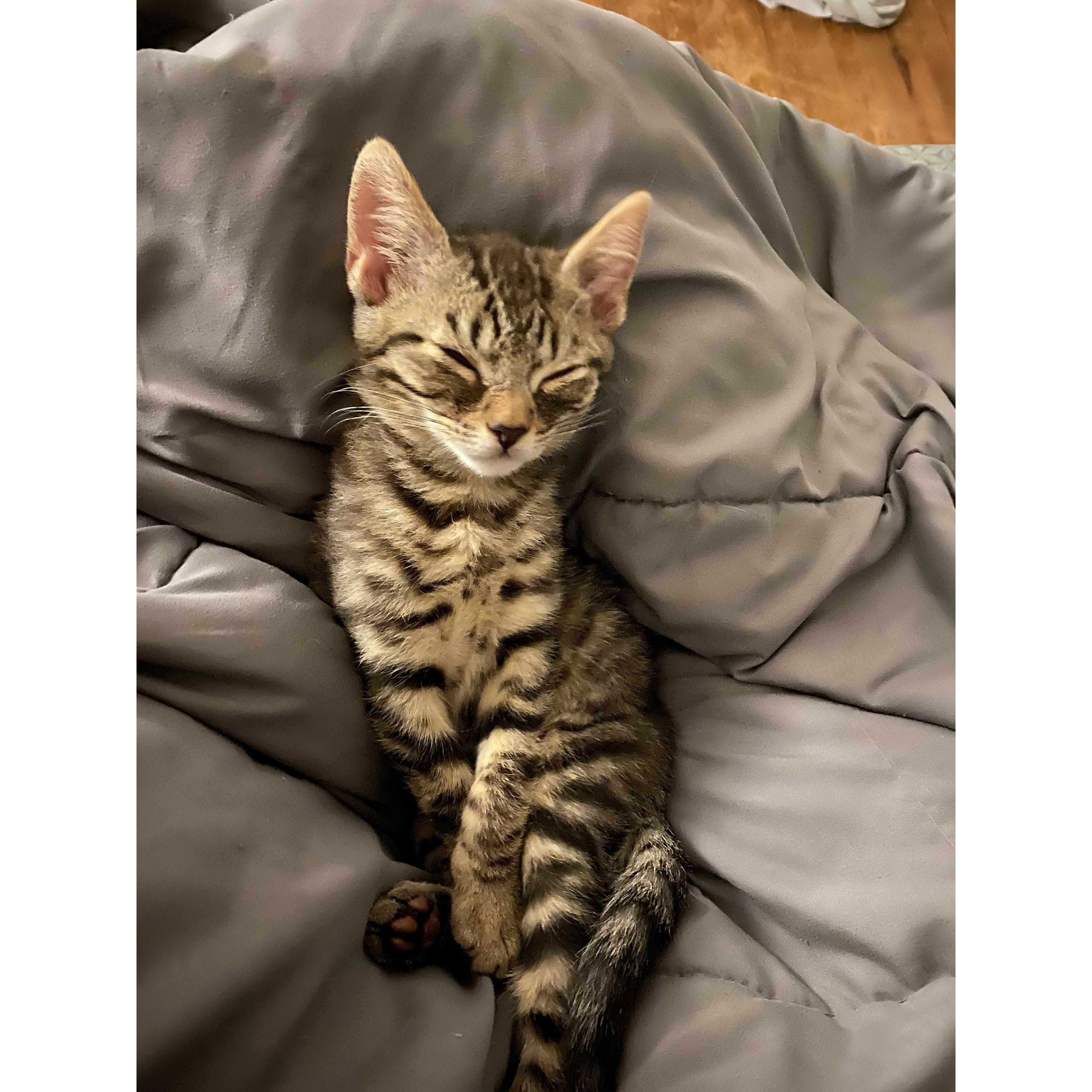 Our cat, Oliver.