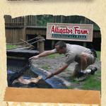 Alligator Farm