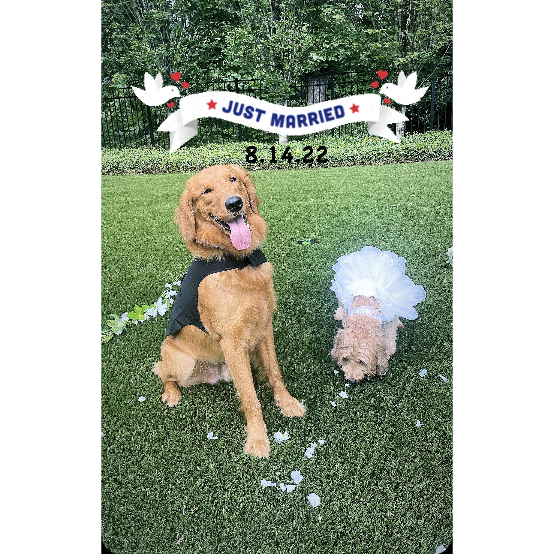 Our dogs got married so we felt it was only right for us to follow suite and get married.