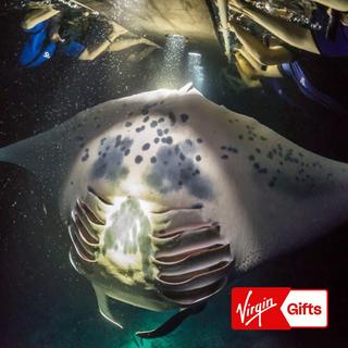 Kona Nighttime Snorkeling with Manta Rays for 2 - Hawaii