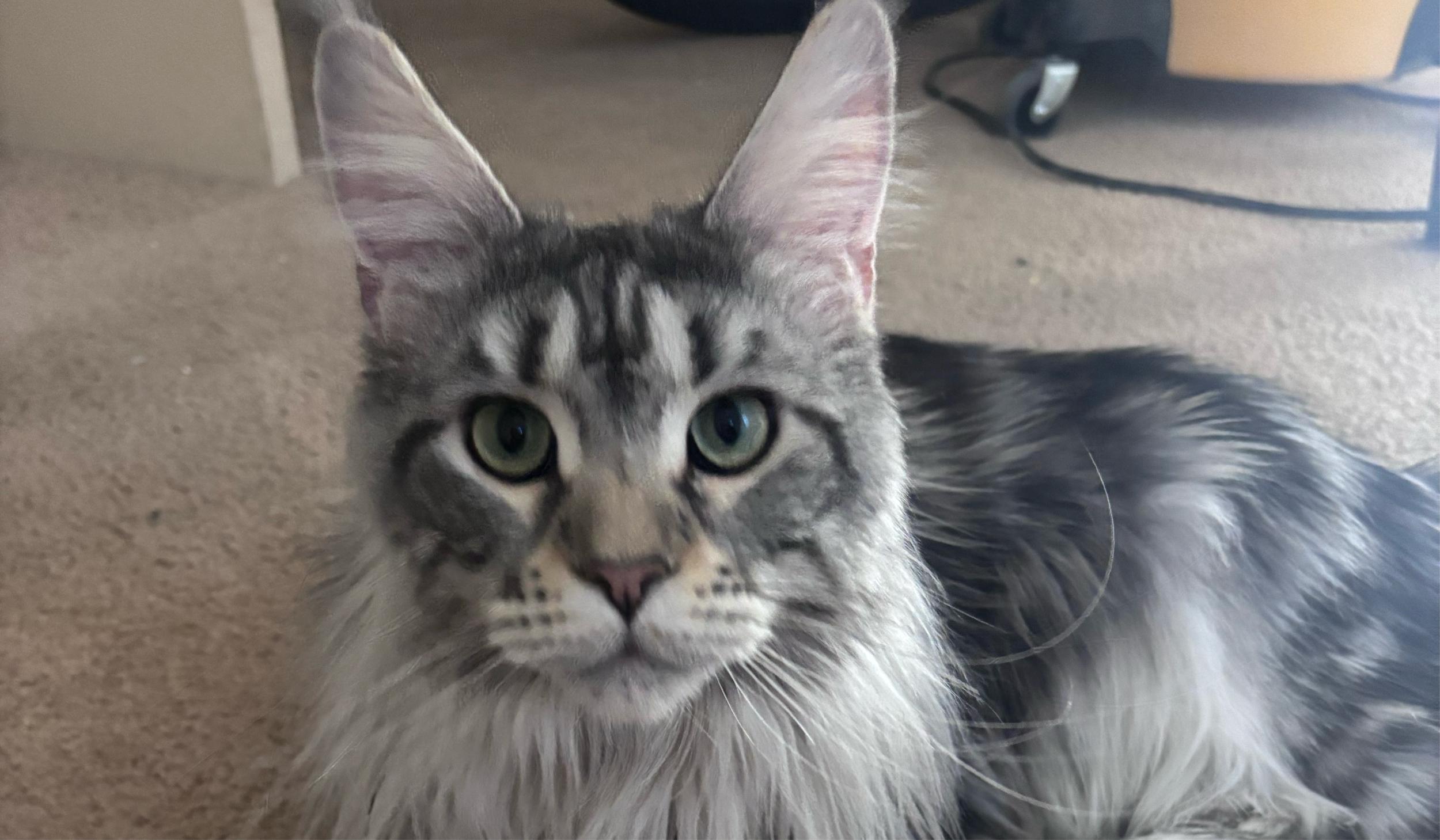 The Wedding Website of Ashleigh Clare and Jacob Willis