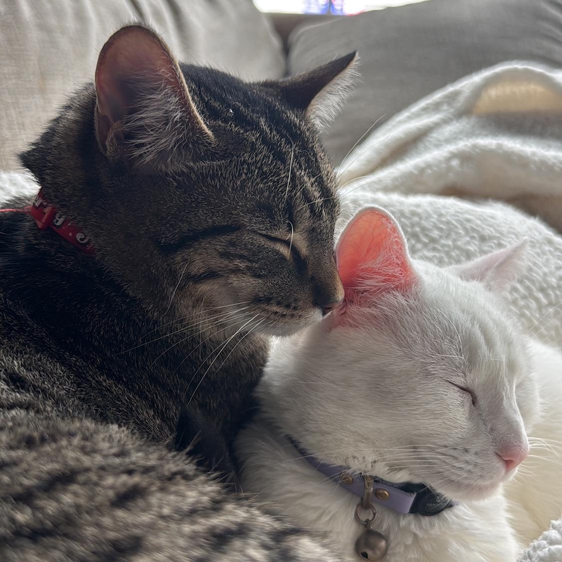 Our children actually getting along 🥹