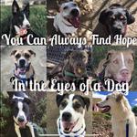 All Breed Rescue & Training