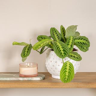 Distressed Hobnail Planter