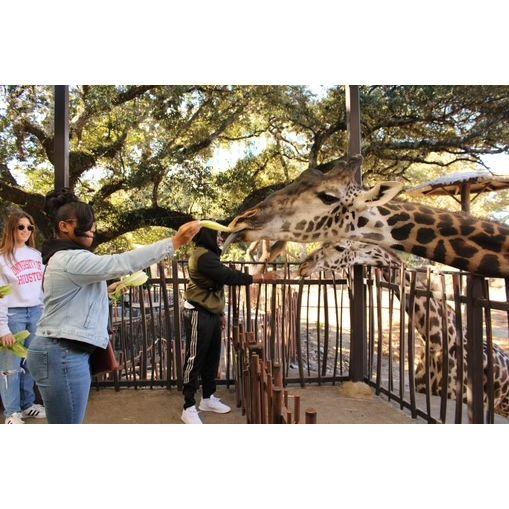 Feeding the Giraffes in Houston Texas