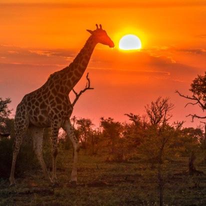 South Africa Honeymoon Fund