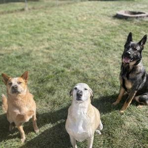 Pet Food, Treats, and Toys!