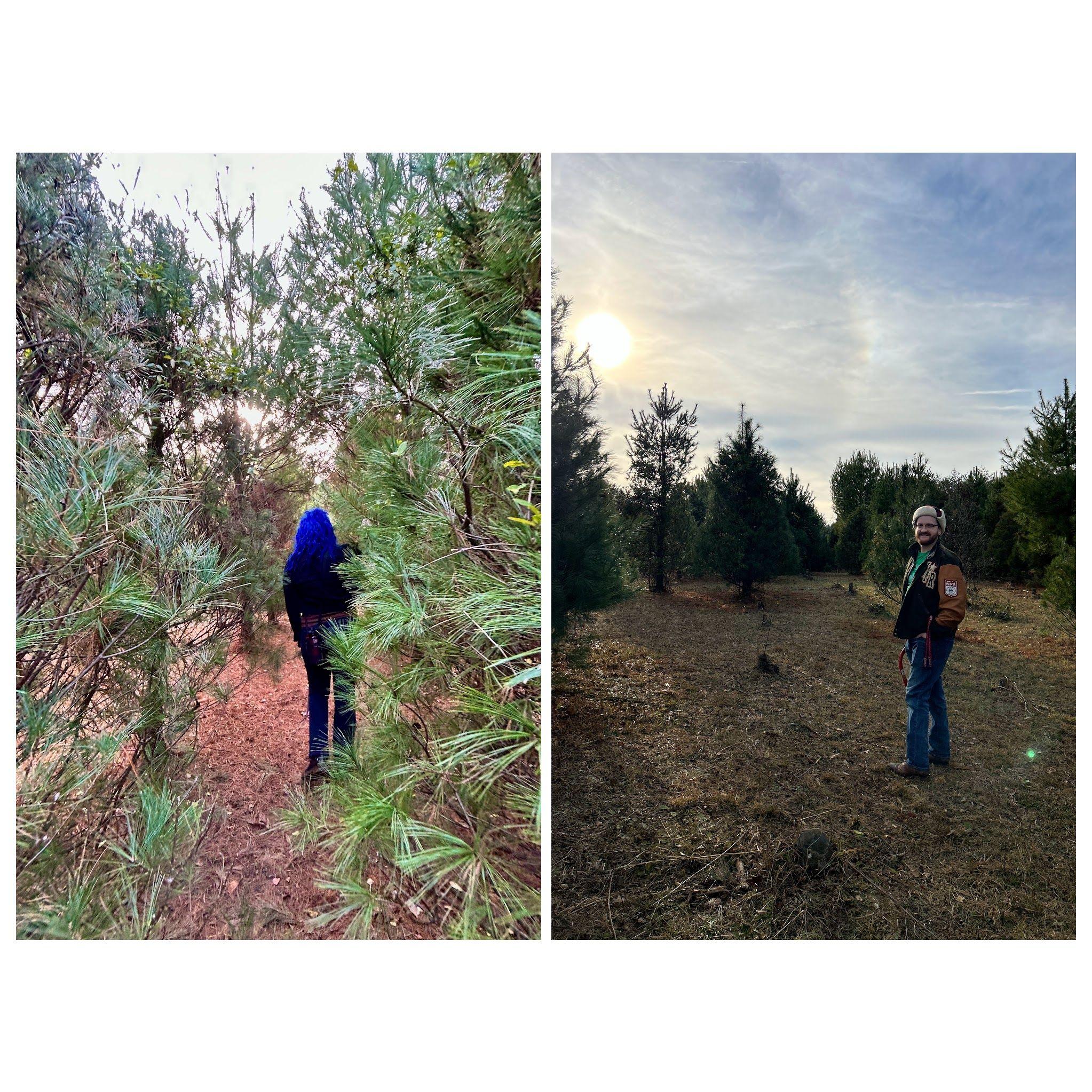 December 2023 - Continuing the 3rd annual tradition of cutting down our Xmas tree