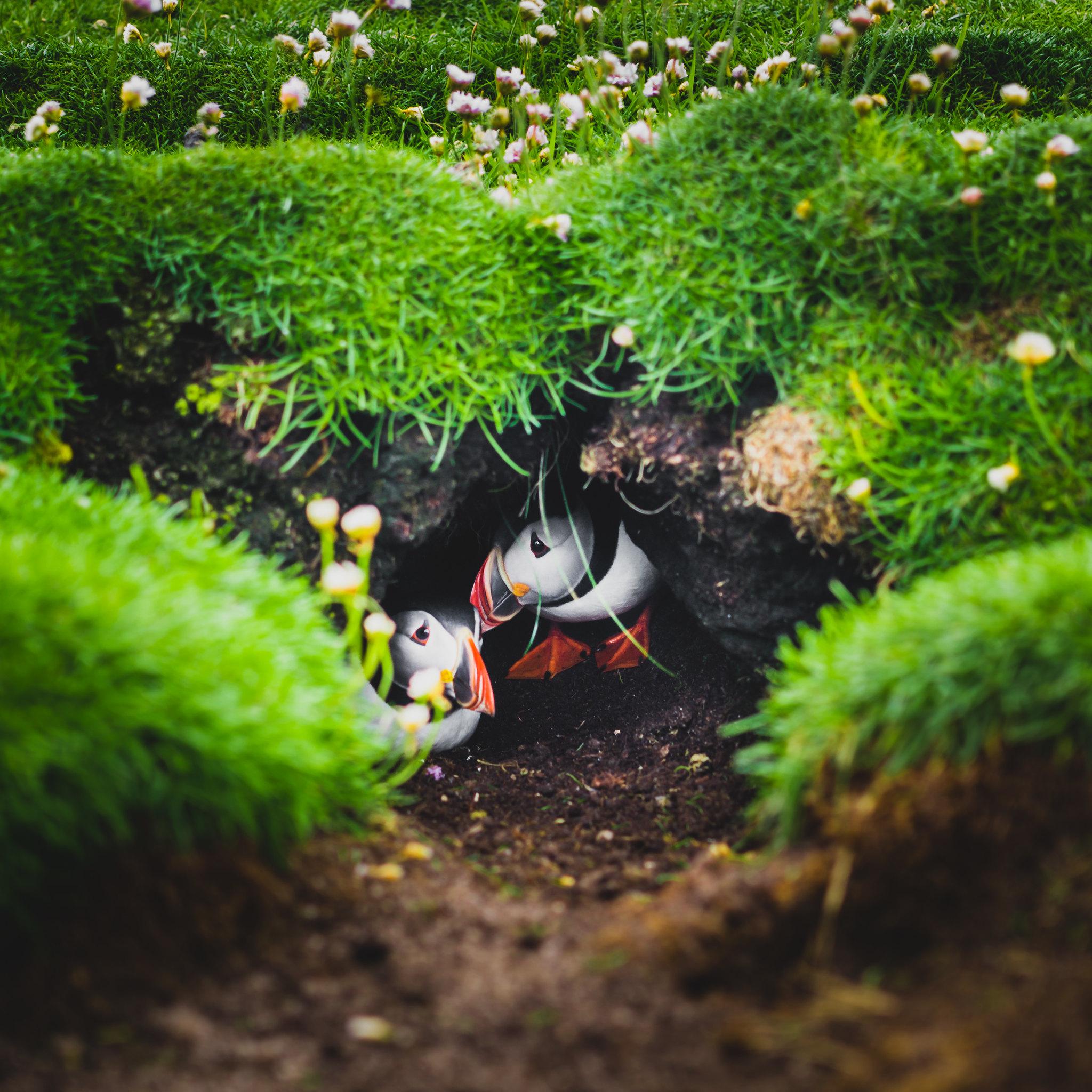 Puffins like to hide in their burrows, watch where you step. Taken on Buness.