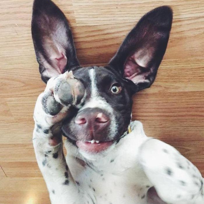 Our dog in a nutshell