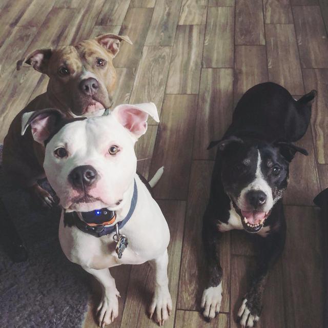 Pet Hotel For Our Wedding Weekend
