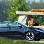 African Lion Safari