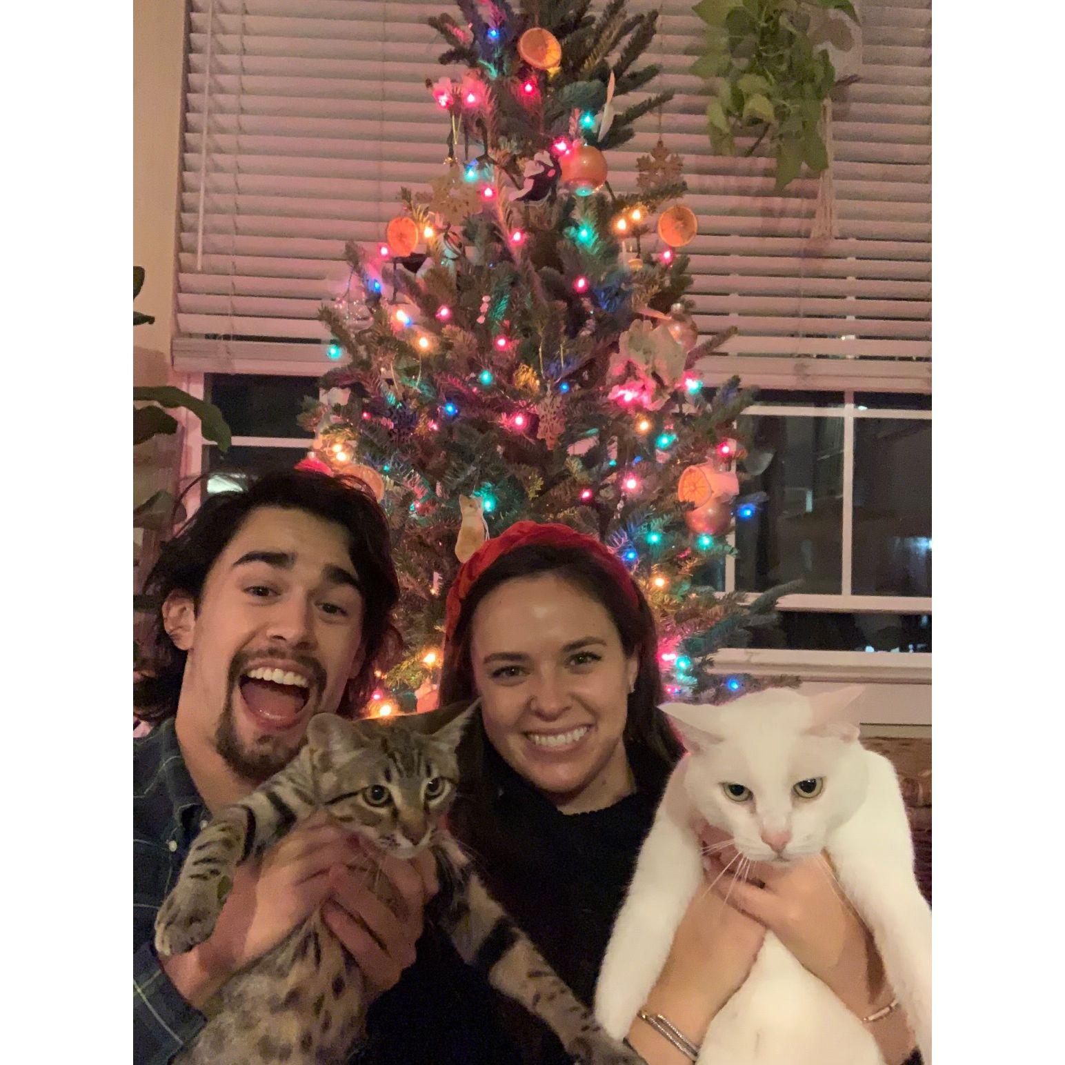 Our first Christmas in the apartment together - 2019 || We rescued Bobo (the brown cat) from our parking garage when he was 4 weeks old