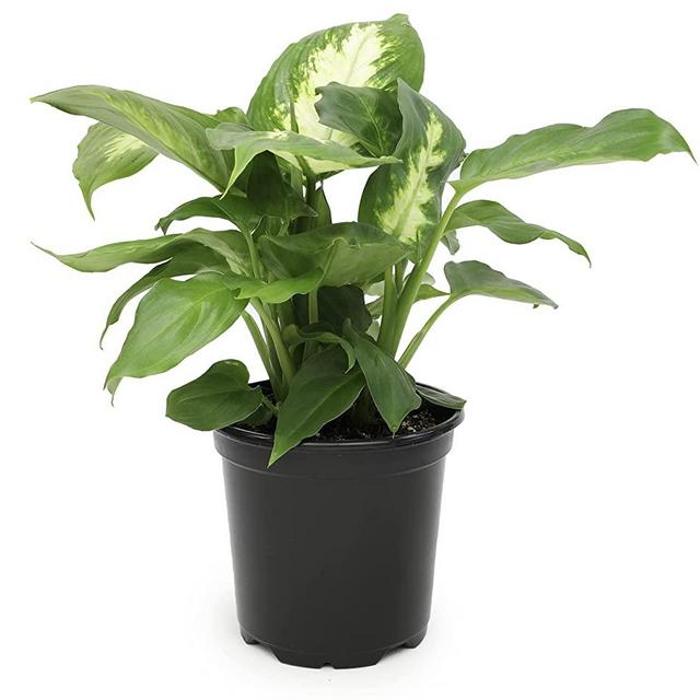 Dieffenbachia Live Plant, Dumbcane Live House Plants Indoors Live Indoor Plants, Mother in Law Tongue Plant Live Plants Indoor Plants Live Houseplants, Indoor Plant House Plant Live by Plants for Pets
